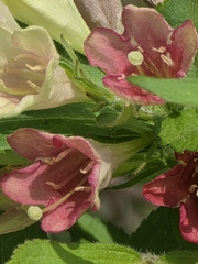 Weigela subsessilis