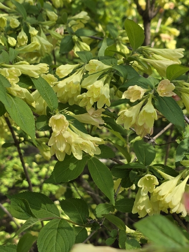 Weigela subsessilis, photograph 2