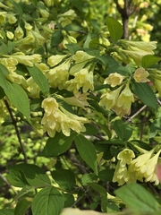 (c) Merlla McLaughlin, some rights reserved (CC BY) Weigela subsessilis, photograph (c) Merlla McLaughlin, some rights reserved (CC BY)