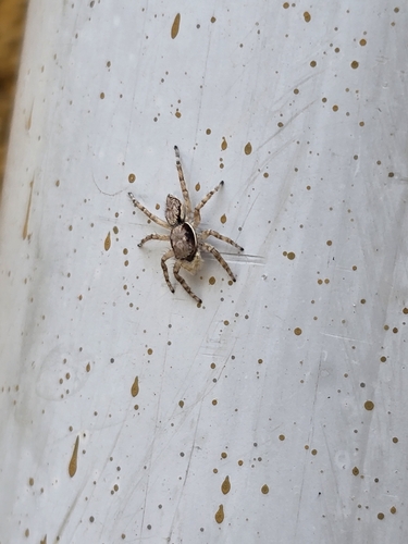 Gray Wall Jumping Spider