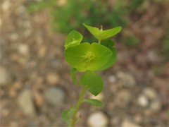 Euphorbia ouachitana