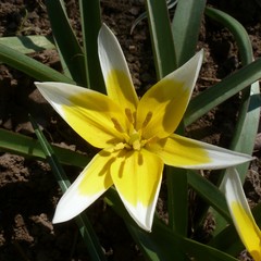 Tulipa urumiensis