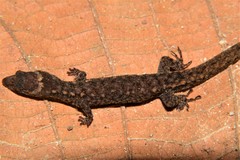 Lepidoblepharis buchwaldi