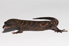Lepidoblepharis grandis