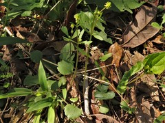 Ranunculus micranthus