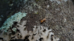 Cephalotes clypeatus