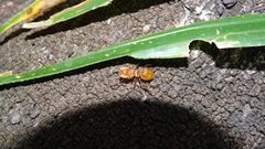 Cephalotes clypeatus