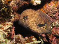 Gymnothorax breedeni