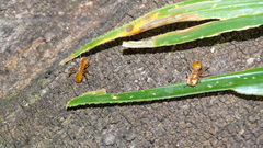 Cephalotes clypeatus