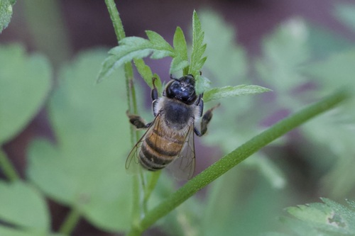 Bee