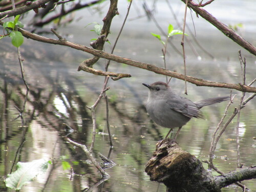 Gray Catbird photographed in Ohio