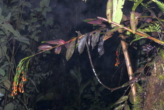 Epidendrum spathatum