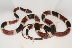 Rhinobothryum bovallii