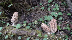 Morchella tridentina