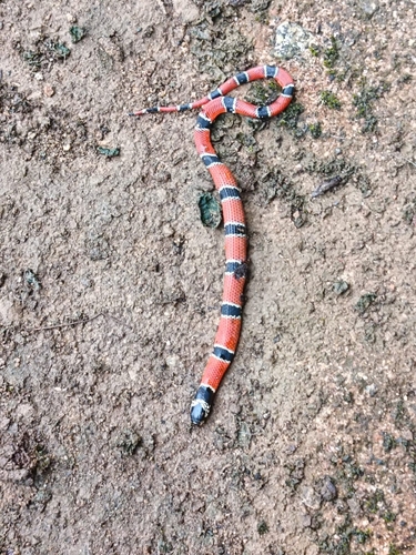 False Coral Snake