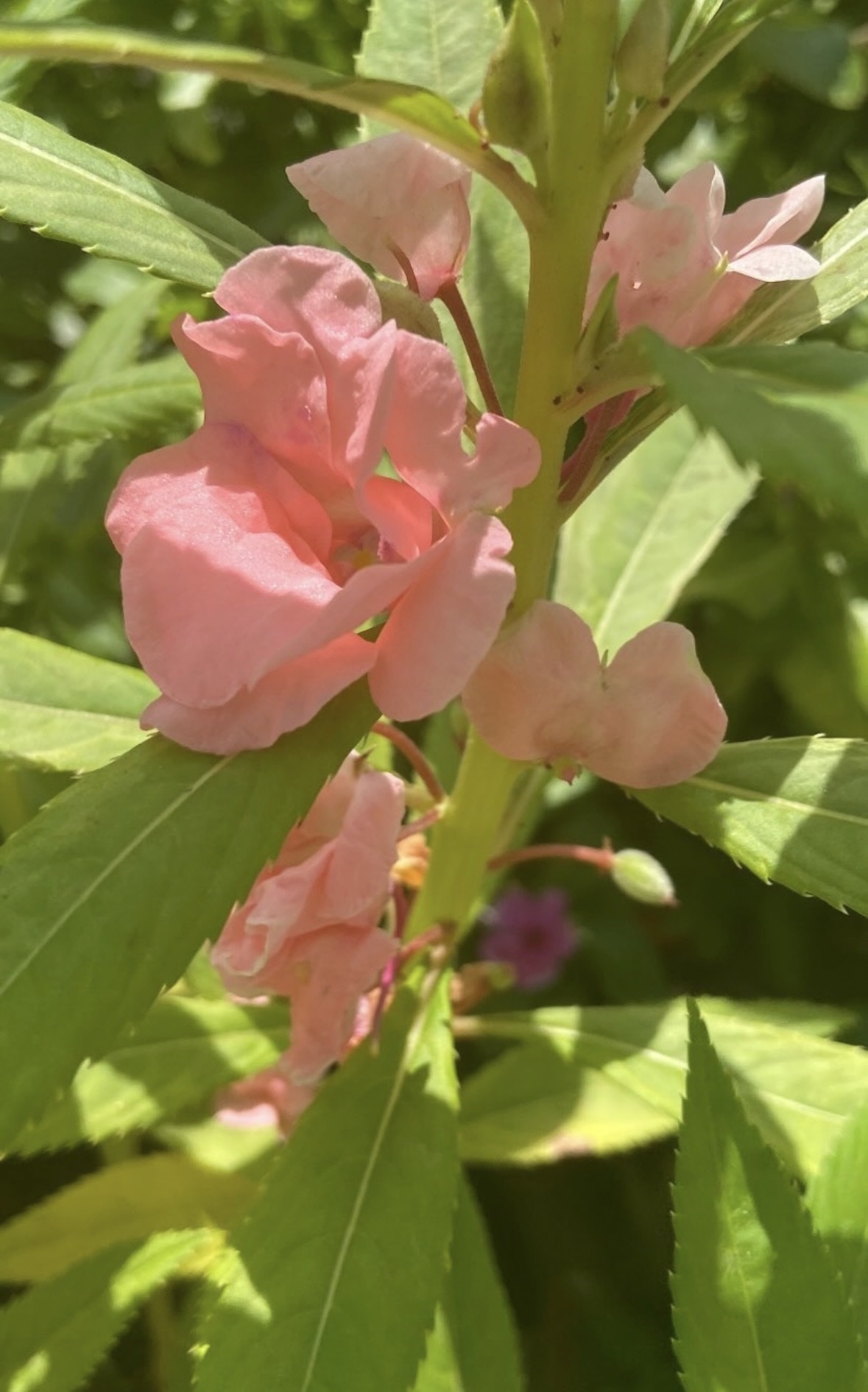 Impatiens balsamina