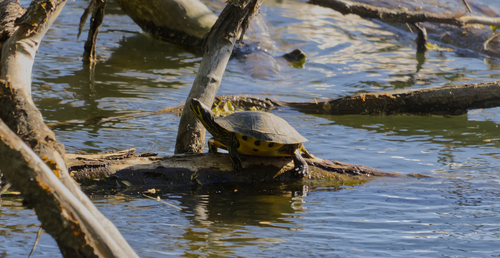 Trachemys scripta