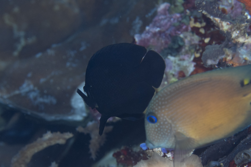 Dusky angel-fish (Centropyge nox) — Pomacanthidae