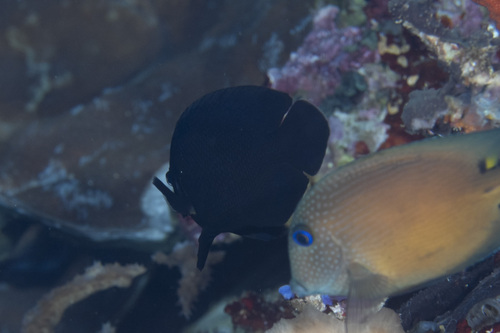 Dusky angel-fish (Centropyge nox) — Pomacanthidae