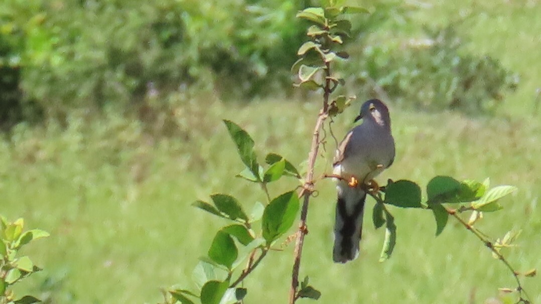 Long-tailed Ground Dove (Uropelia campestris), photo 1