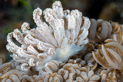 Phyllodesmium lizardense