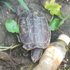 Malayemys macrocephala