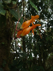 Columnea strigosa