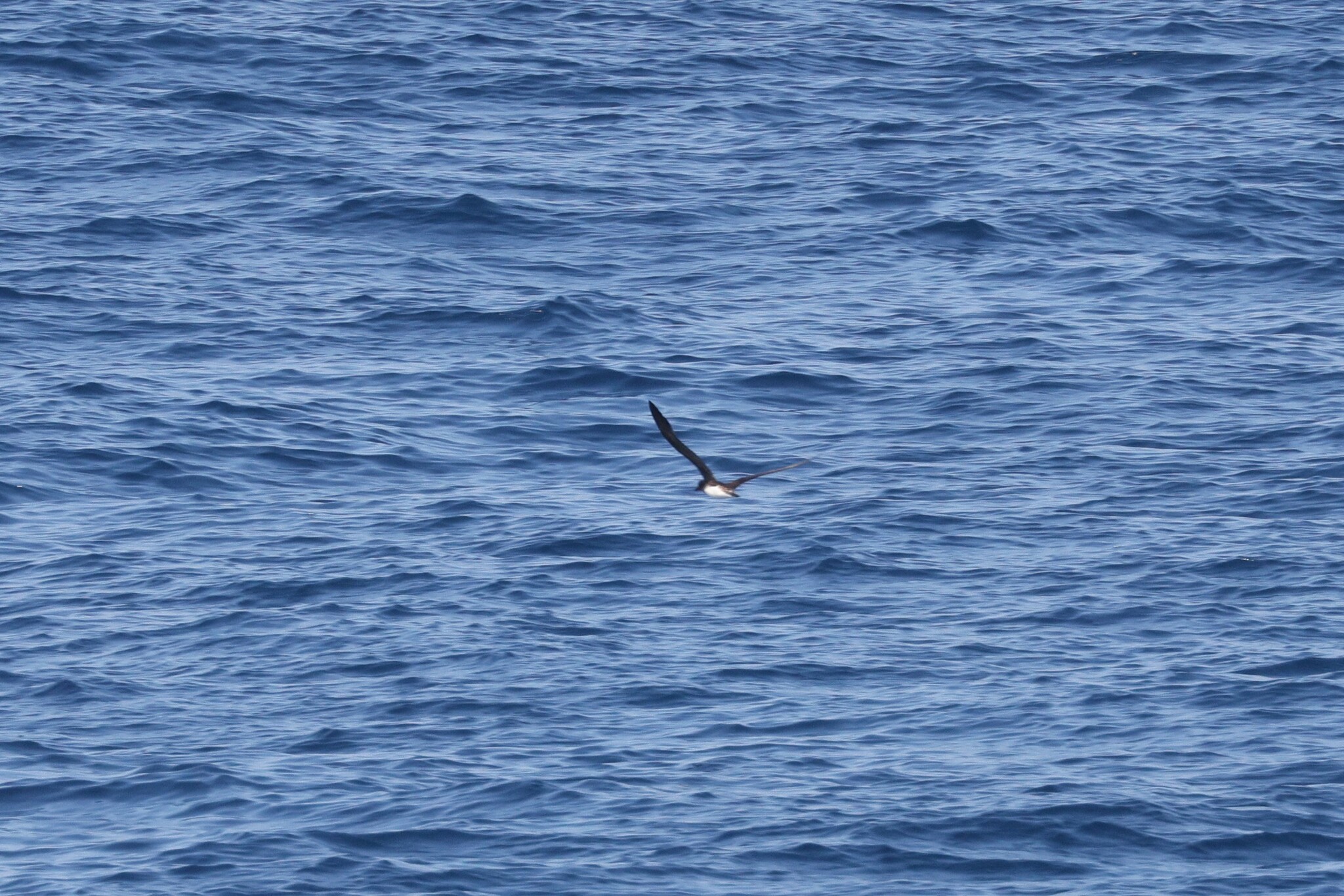 Tahiti Petrel (Pseudobulweria rostrata), photo 8