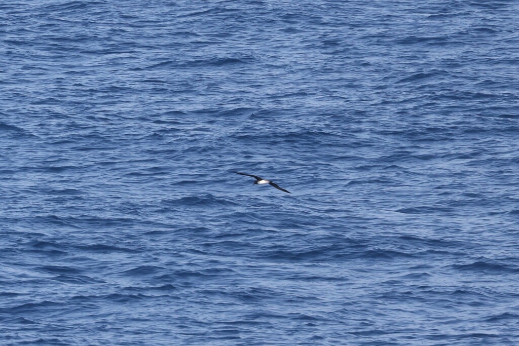 Distant Tahiti petrel flying low over blue waves