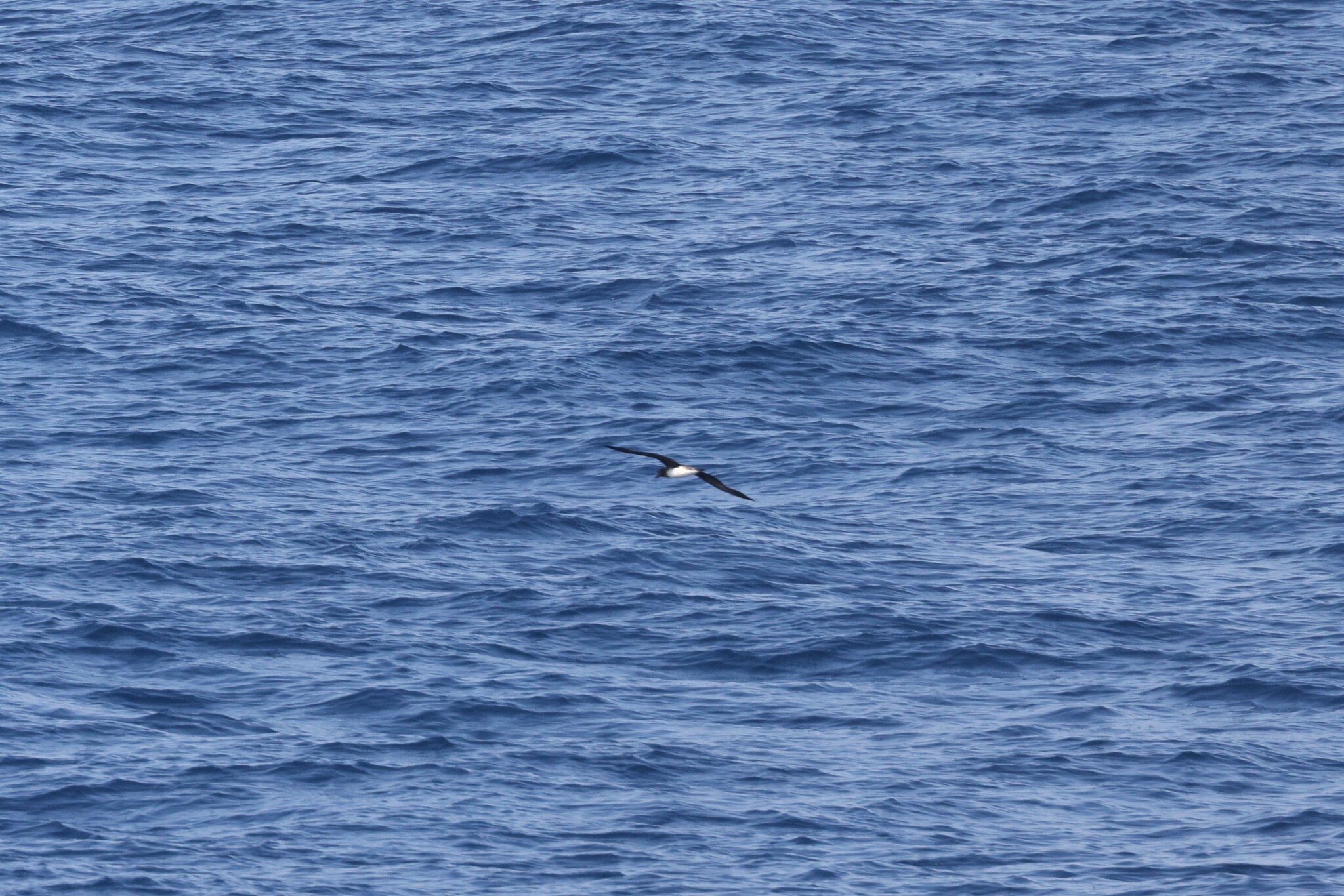 Tahiti Petrel (Pseudobulweria rostrata), photo 7