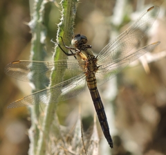 Orthetrum coerulescens