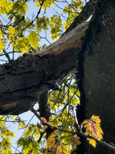Red-breasted Nuthatch
