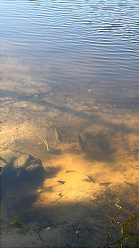 Mayaheros urophthalmus