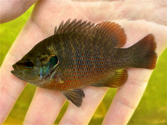 Redspotted Sunfish photo 2