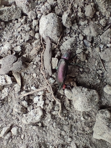 Strongylium auratum