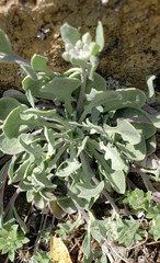 Physaria vitulifera