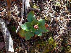 Micranthes eriophora