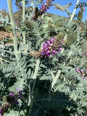 Astragalus brauntonii