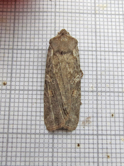 Lithophane laticinerea