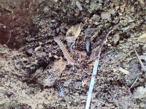 Greenhouse Millipede