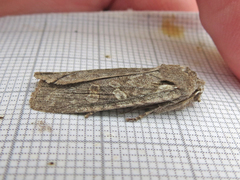 Lithophane laticinerea