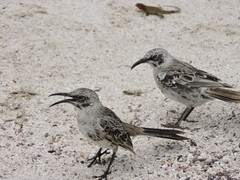 Mimus macdonaldi