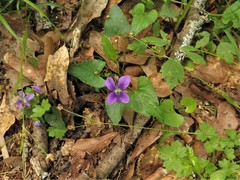 Viola langloisii