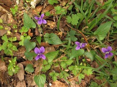 Viola langloisii