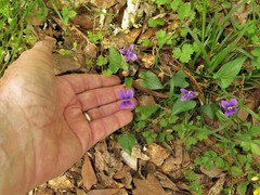 Viola langloisii