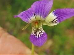 Viola langloisii