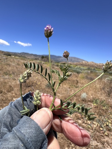 Astragalus didymocarpus observed 2026-05-06