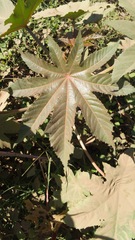 Ricinus communis