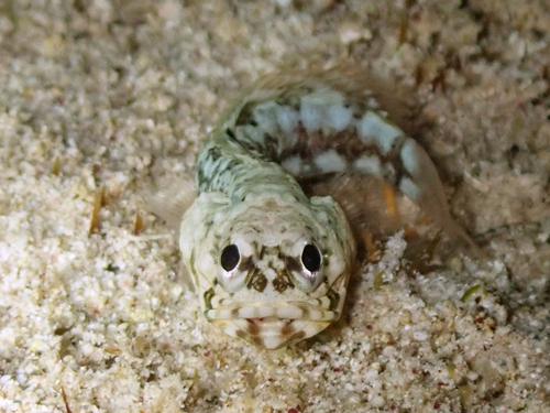 Banded jawfish (Opistognathus macrognathus) — Opistognathidae