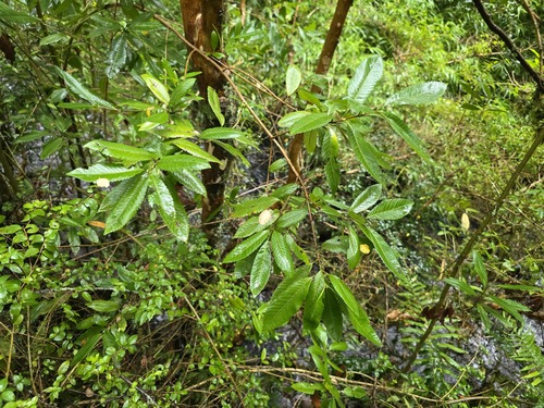 Caldcluvia paniculata, photograph 2